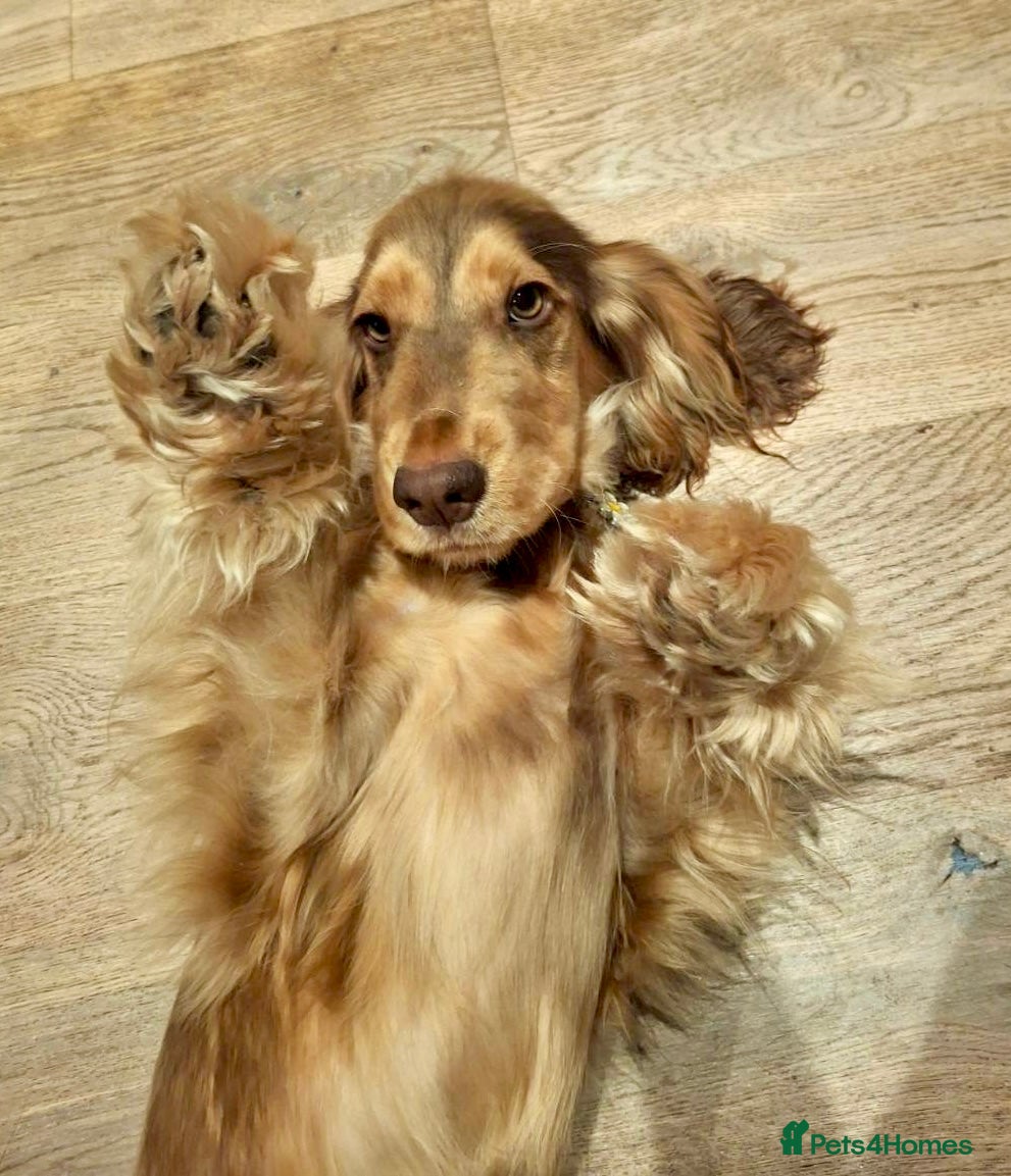 Cocker Spaniel dogs Chocolate Sable Show Cocker Spaniel  - Advert 2