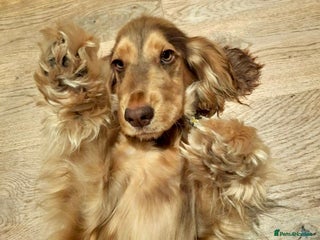 Cocker Spaniel dogs Chocolate Sable Show Cocker Spaniel - Advert 4