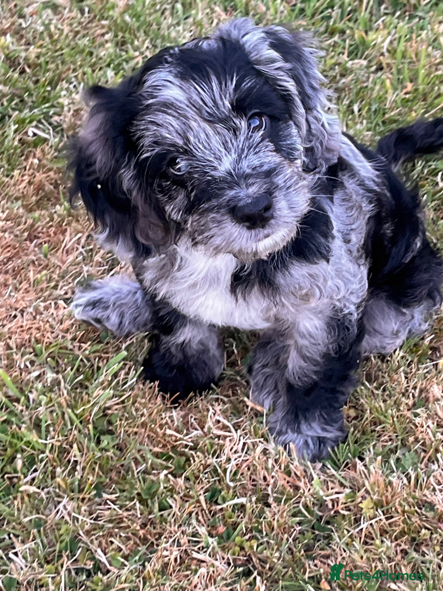 Cockapoo dogs Cockapoo F1 Merle - Advert 12