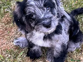 Cockapoo dogs Cockapoo F1 Merle - Advert 12