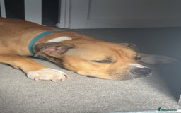 Mixed Breed dogs for sale: Tyson - Image 1