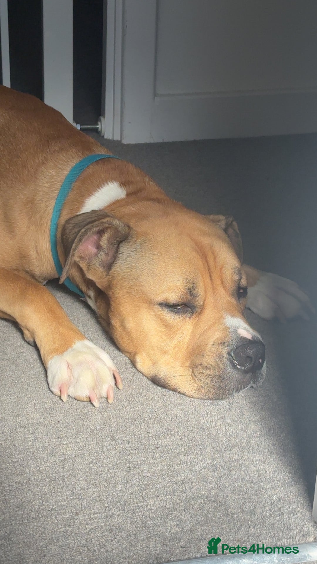 Mixed Breed dogs for sale: Tyson - Image 1