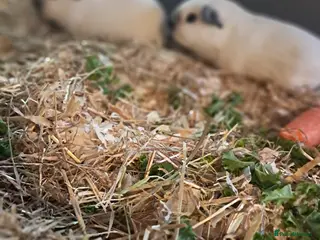 Guinea Pig rodents BEAUTIFUL BABY BOY CALIFORNIANS - Advert 9