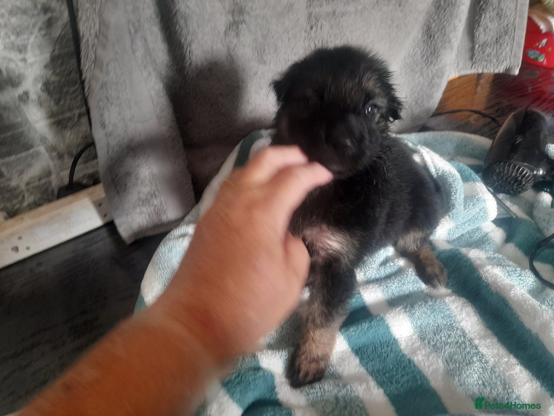 German Shepherd dogs for sale: Beautiful German shepherd pups - Image 7