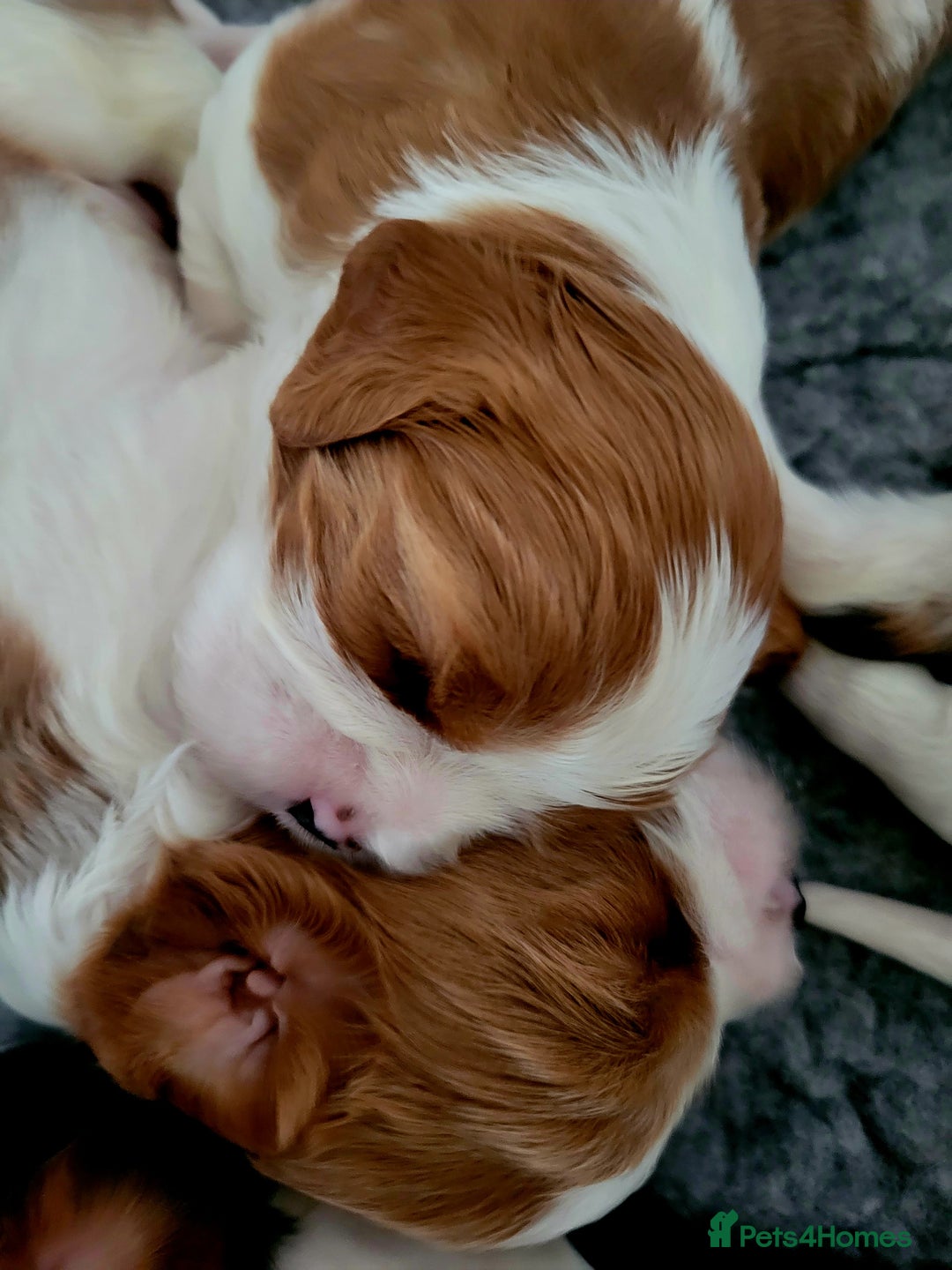 Cavalier King Charles Spaniel dogs for sale: Cavalier King Charles Spaniel Puppies for Sale 🐾 - Image 21