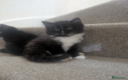 Mixed Breed cats for sale: 2 kittens looking for home - Advert 4