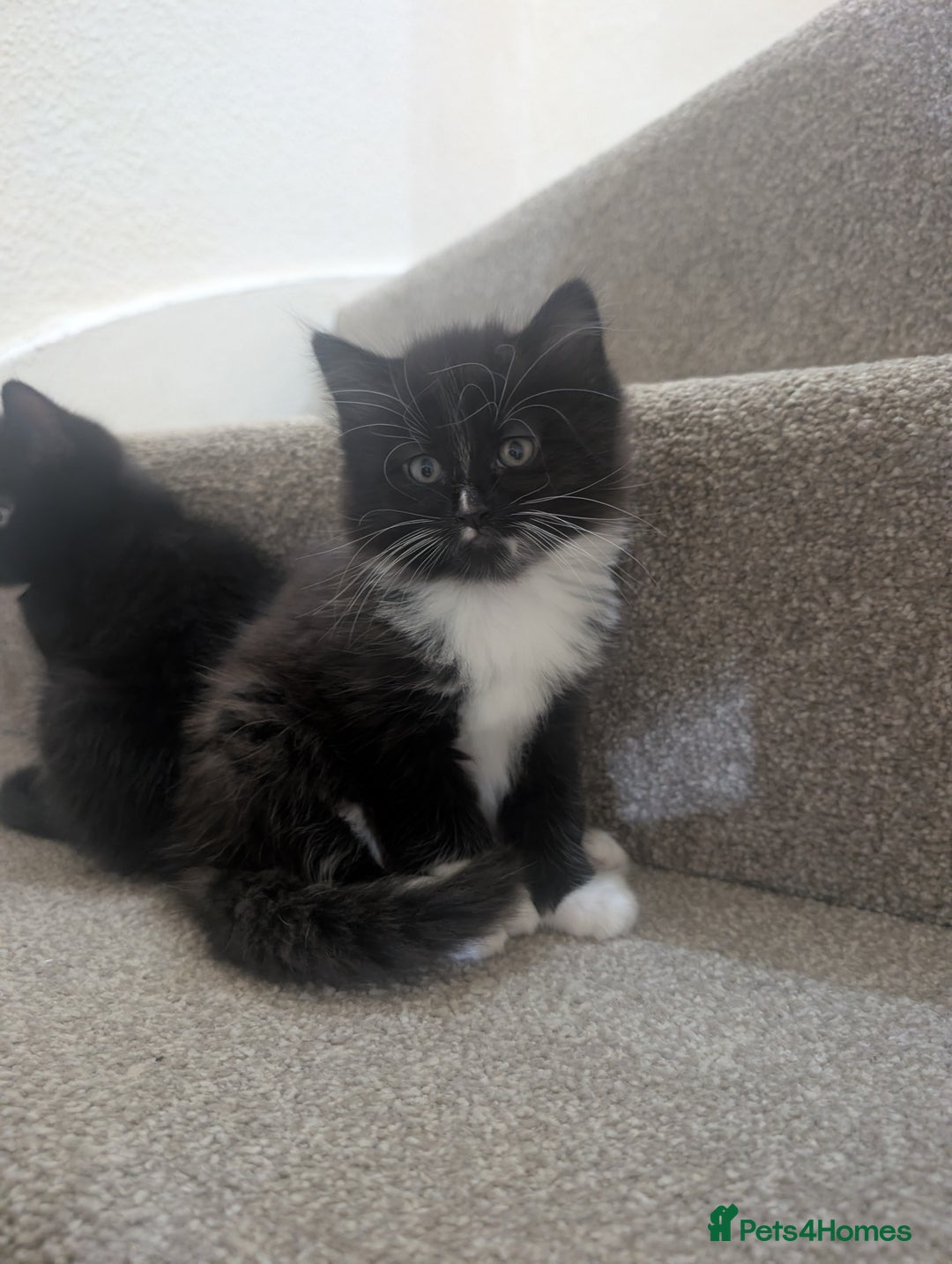 Mixed Breed cats for sale: 2 kittens looking for home - Advert 4