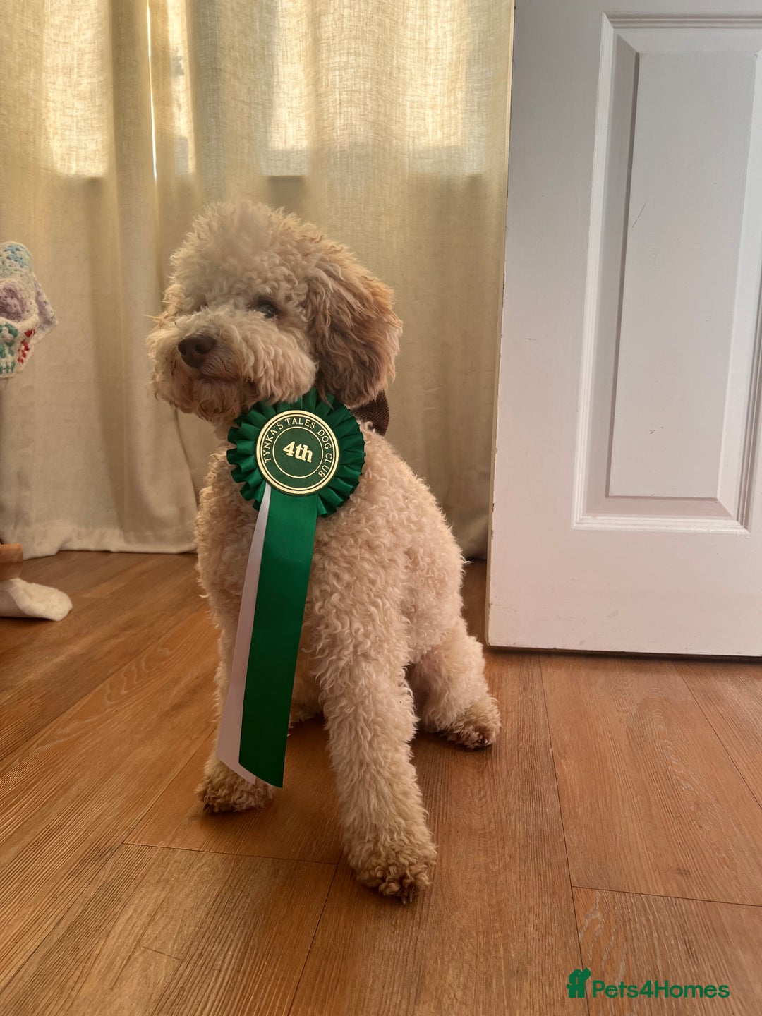Toy Poodle dogs for stud: Beautiful Poodle for Stud 🤍 - Image 8