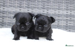 Mixed Breed dogs for sale: French bulldog X imperial shih tzu  - Image 28