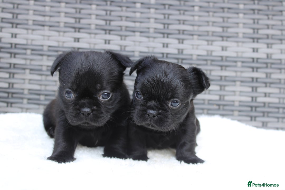 Mixed Breed dogs for sale: French bulldog X imperial shih tzu  - Image 28