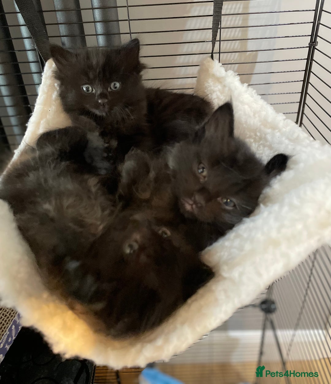 Ragdoll cats for sale: Half Ragdoll KITTENS - Image 2