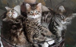 Mixed Breed cats for sale: KITTENS FOR SALE! - Image 4