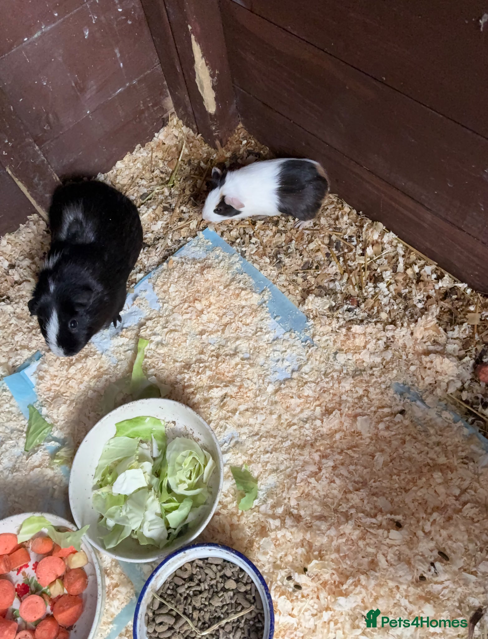Guinea Pig rodents  1 Male and  3 Female Guinea pigs   For Sale - Advert 17