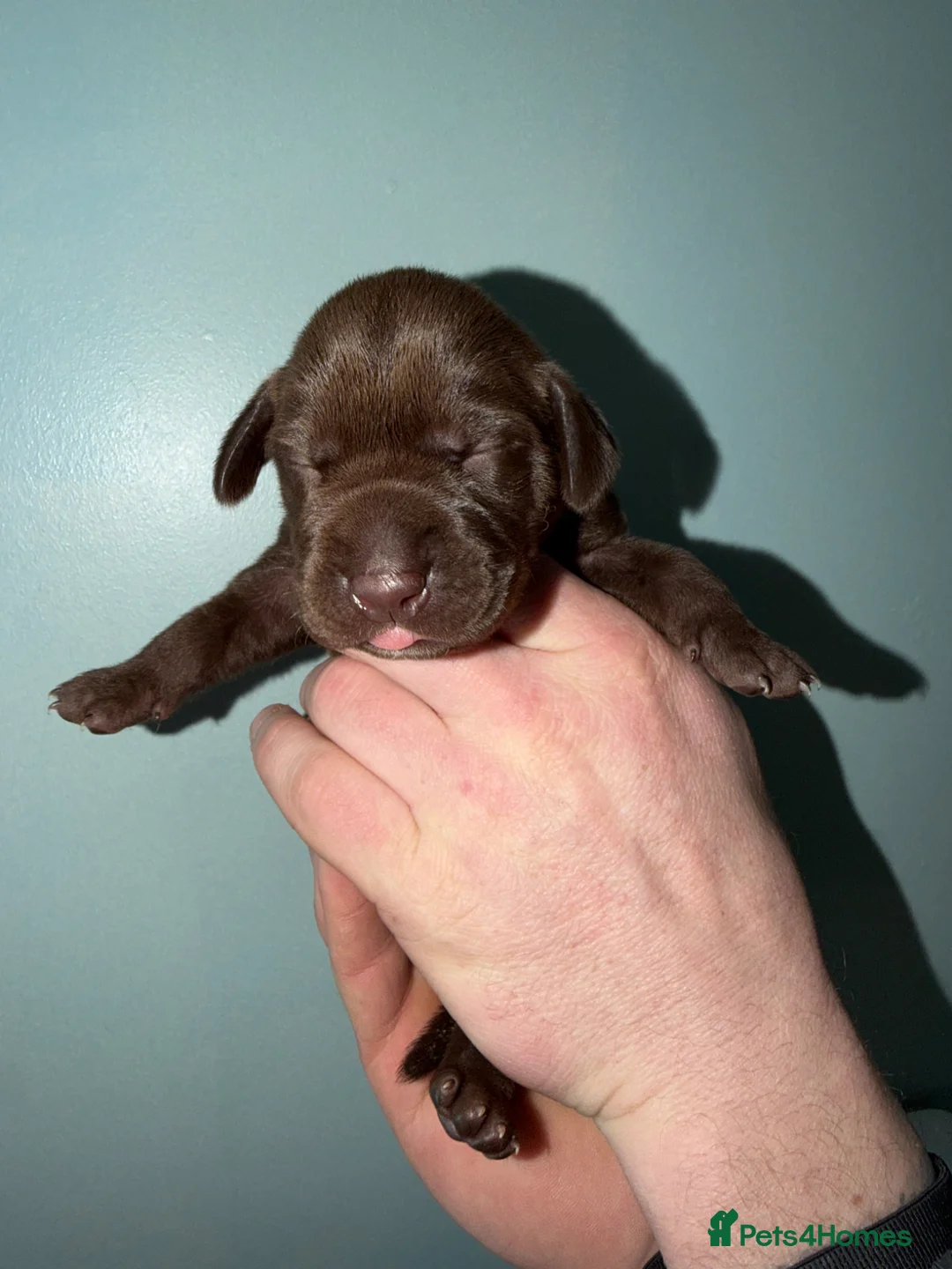Mixed Breed dogs for sale: Pointador pups - Advert 2