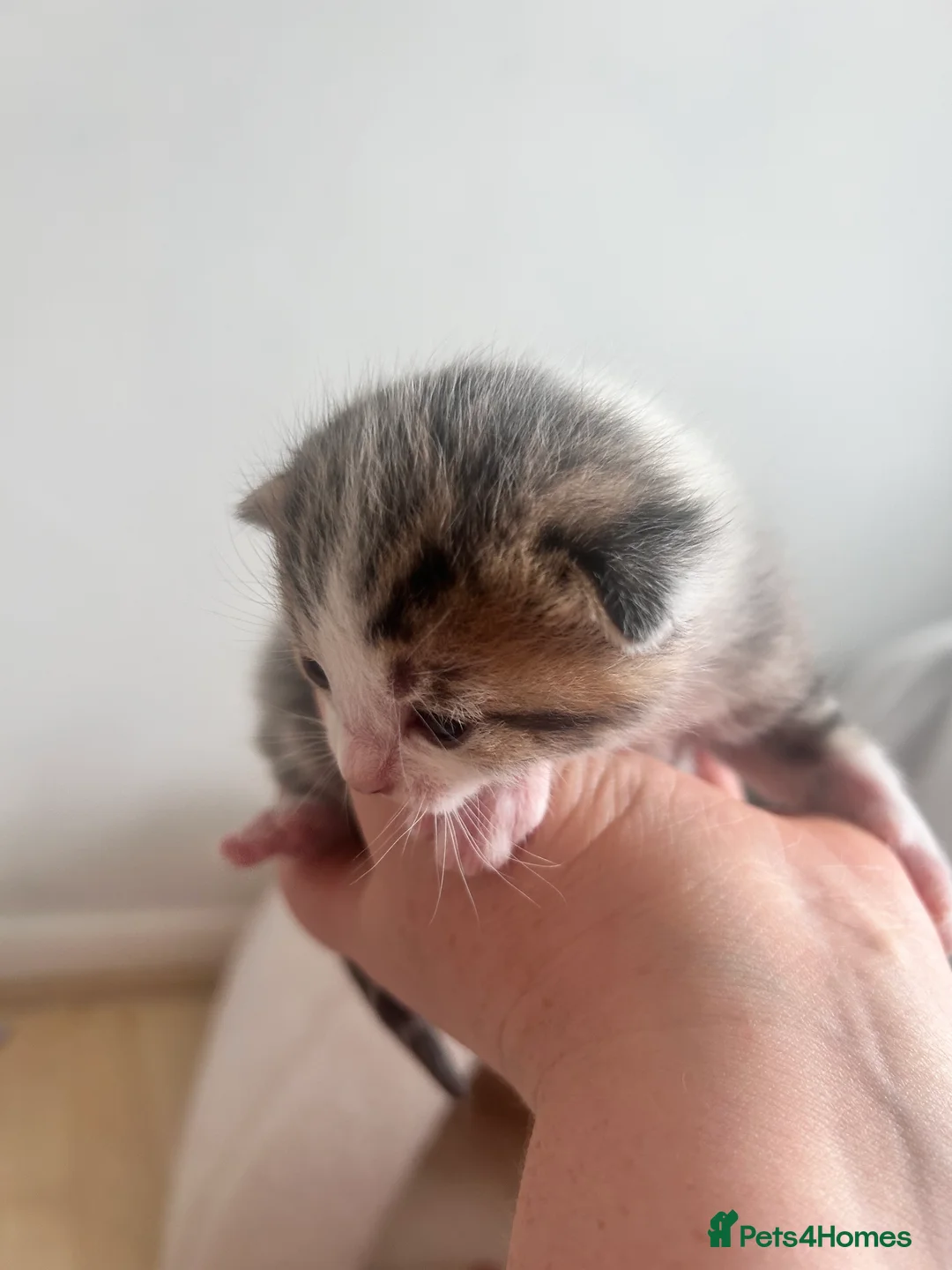 Mixed Breed cats for sale: 2 male kittens  - Advert 2