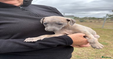 Whippet dogs - Advert 1