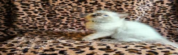Ragdoll cats for sale: Ragdoll Kittens  - Advert 5