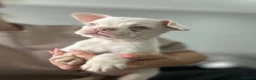 French Bulldog dogs for sale: French bulldog puppies  - Advert 10