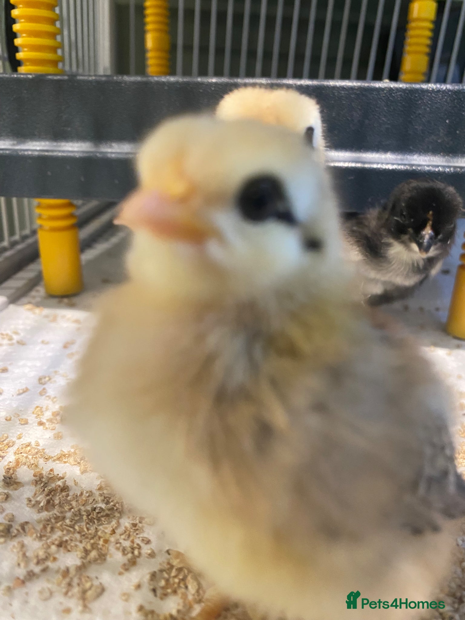 Chickens poultry Pekin bantam chicks for sale   - Advert 1