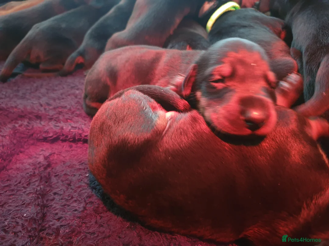 Dobermann dogs for sale: ☆☆ Doberman puppies Top class line ☆☆ - Advert 8