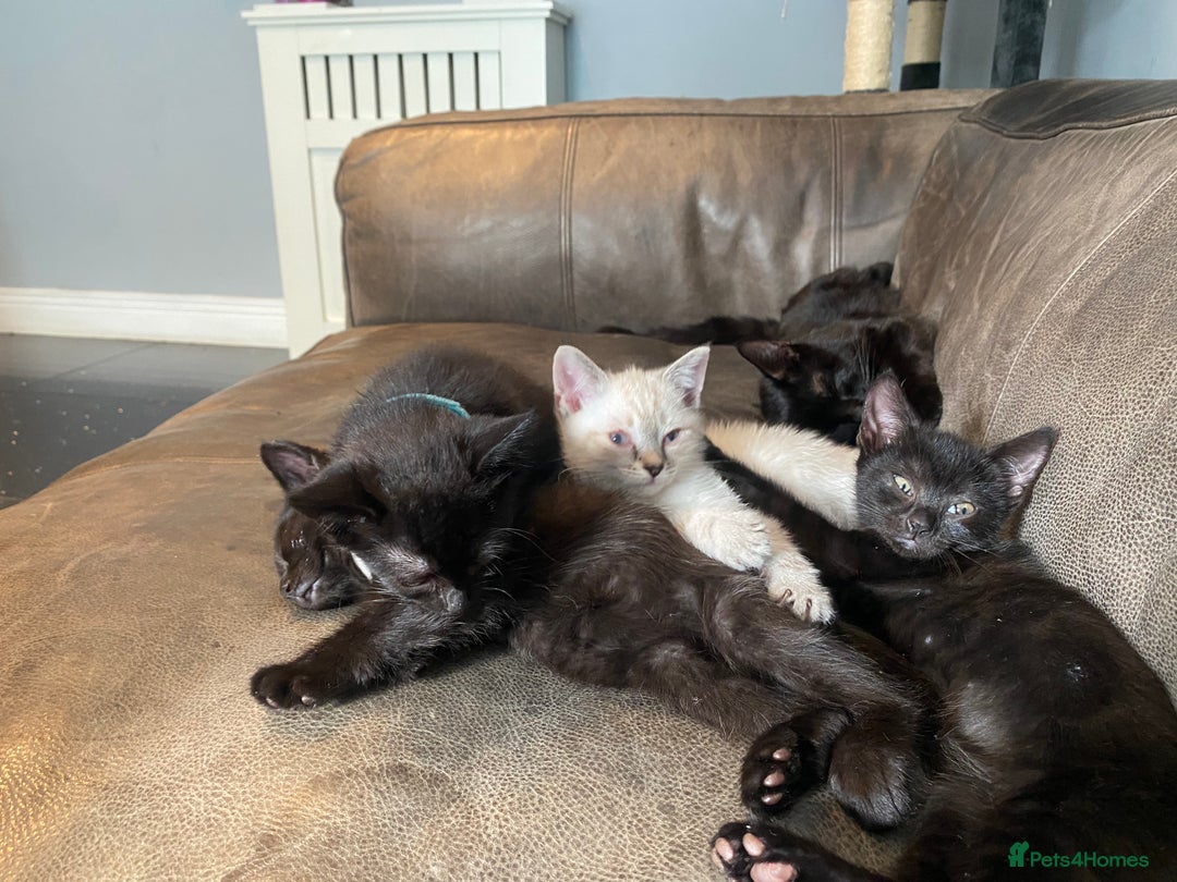 Mixed Breed cats for sale: X Siamese Adorable Kittens (white reserved now) - Image 4