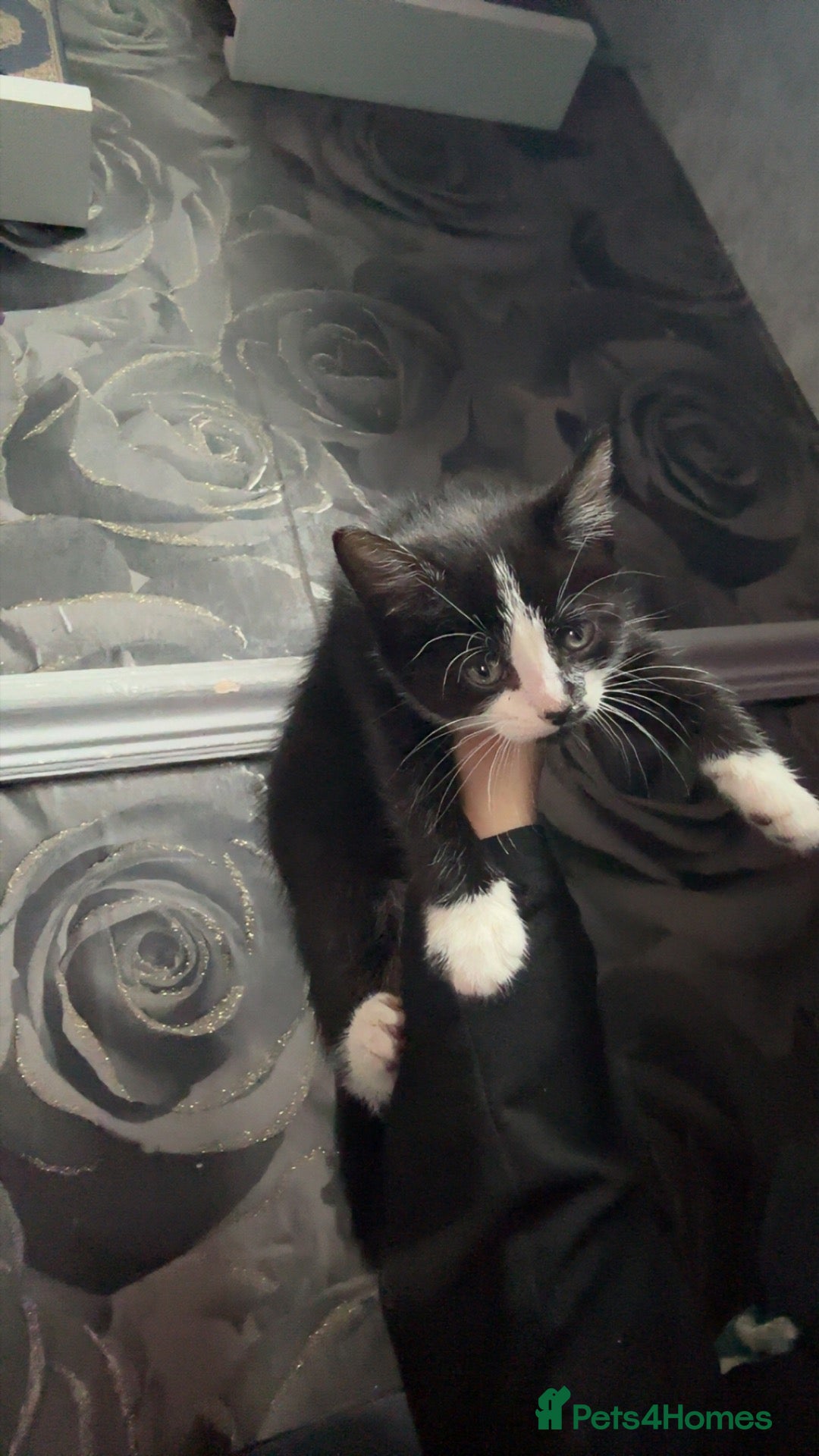 Mixed Breed cats Cute kittens looking for a forever home 🏡 💗 - Advert 22