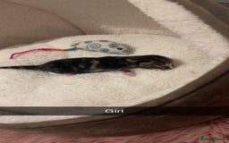 Mixed Breed cats for sale: 4 beautiful kittens for sale, available Halloween - Image 7