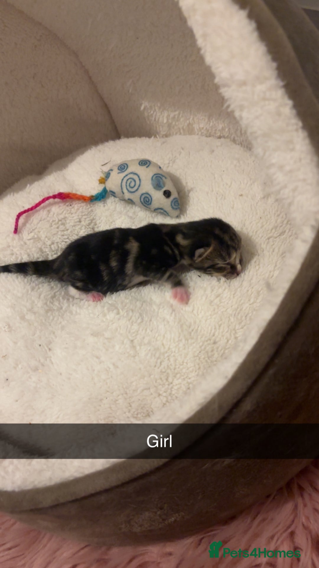 Mixed Breed cats for sale: 4 beautiful kittens for sale, available Halloween - Image 7