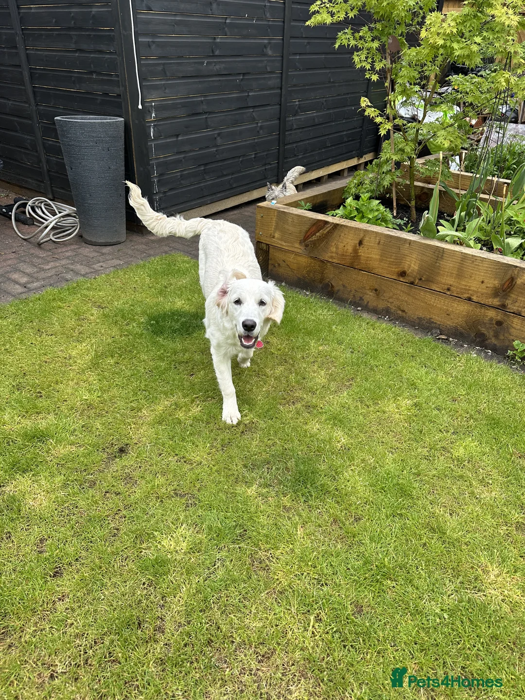 Golden Retriever dogs for sale: Loving Home Wanted for Penny  - Advert 3