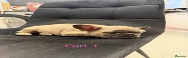 French Bulldog Puppy Girl 1