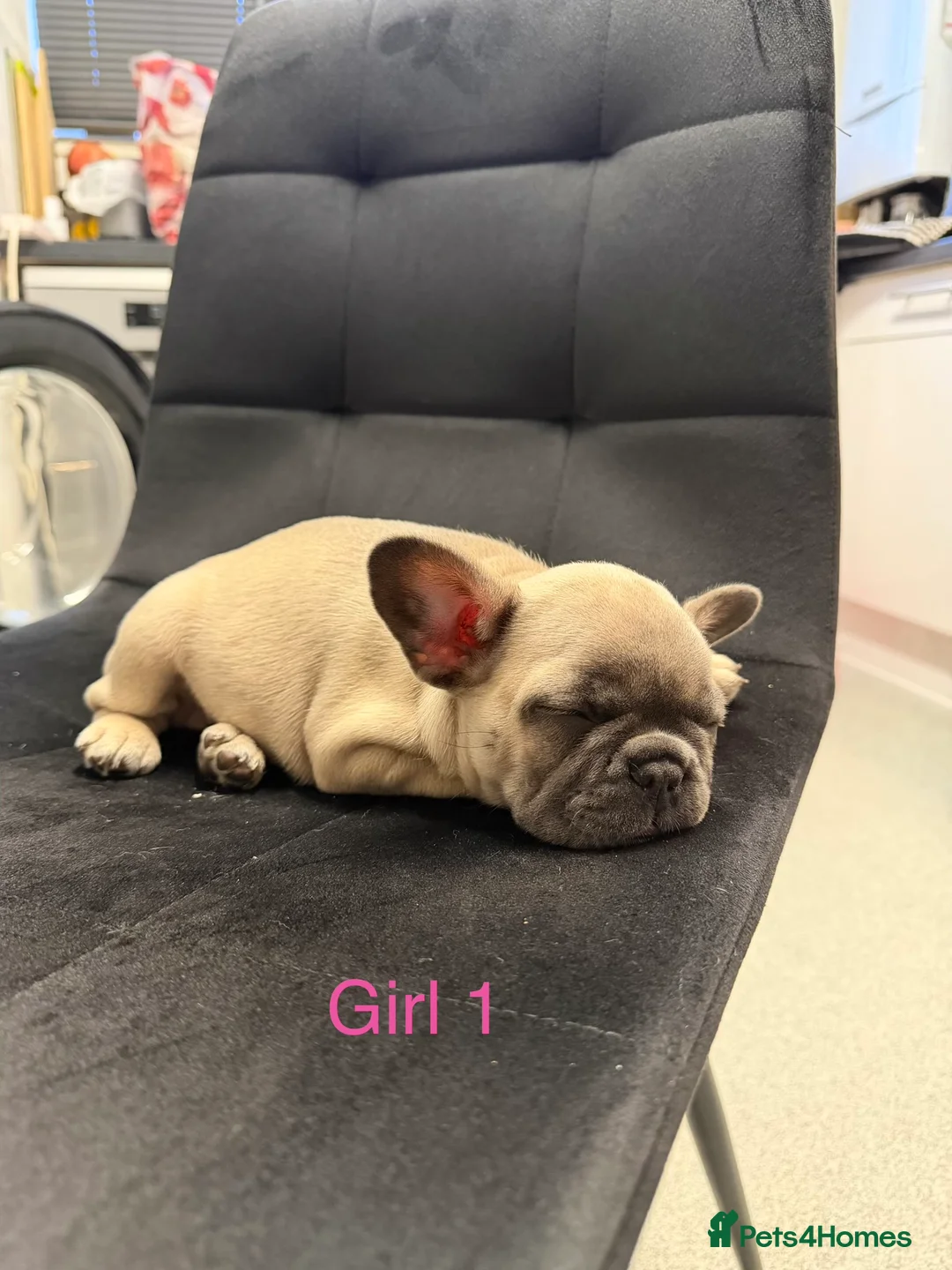 French Bulldog dogs for sale: FrenchBulldog Puppies  - Advert 10