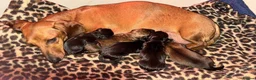 Miniature Dachshund dogs for sale: Ready to go Today!! Mini Dachshund Puppies 🐾  - Advert 25