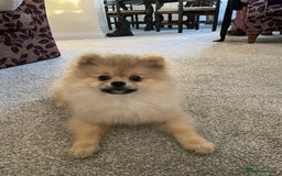 Pomeranian dogs for sale: Beautiful Pomeranian Boy - Image 5