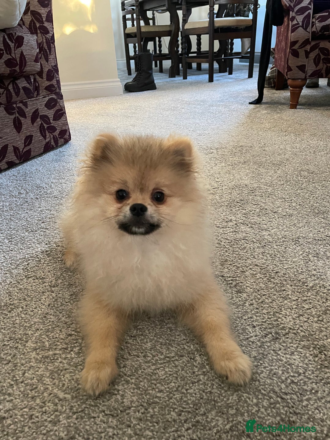 Pomeranian dogs for sale: Beautiful Pomeranian Boy - Image 5