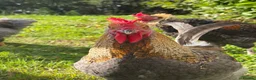 Chickens poultry for sale: 3 MarsBar Olive Egger cockerels for sale - Advert 2