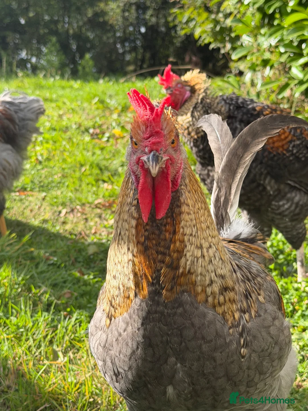 Chickens poultry for sale: 3 MarsBar Olive Egger cockerels for sale - Advert 2