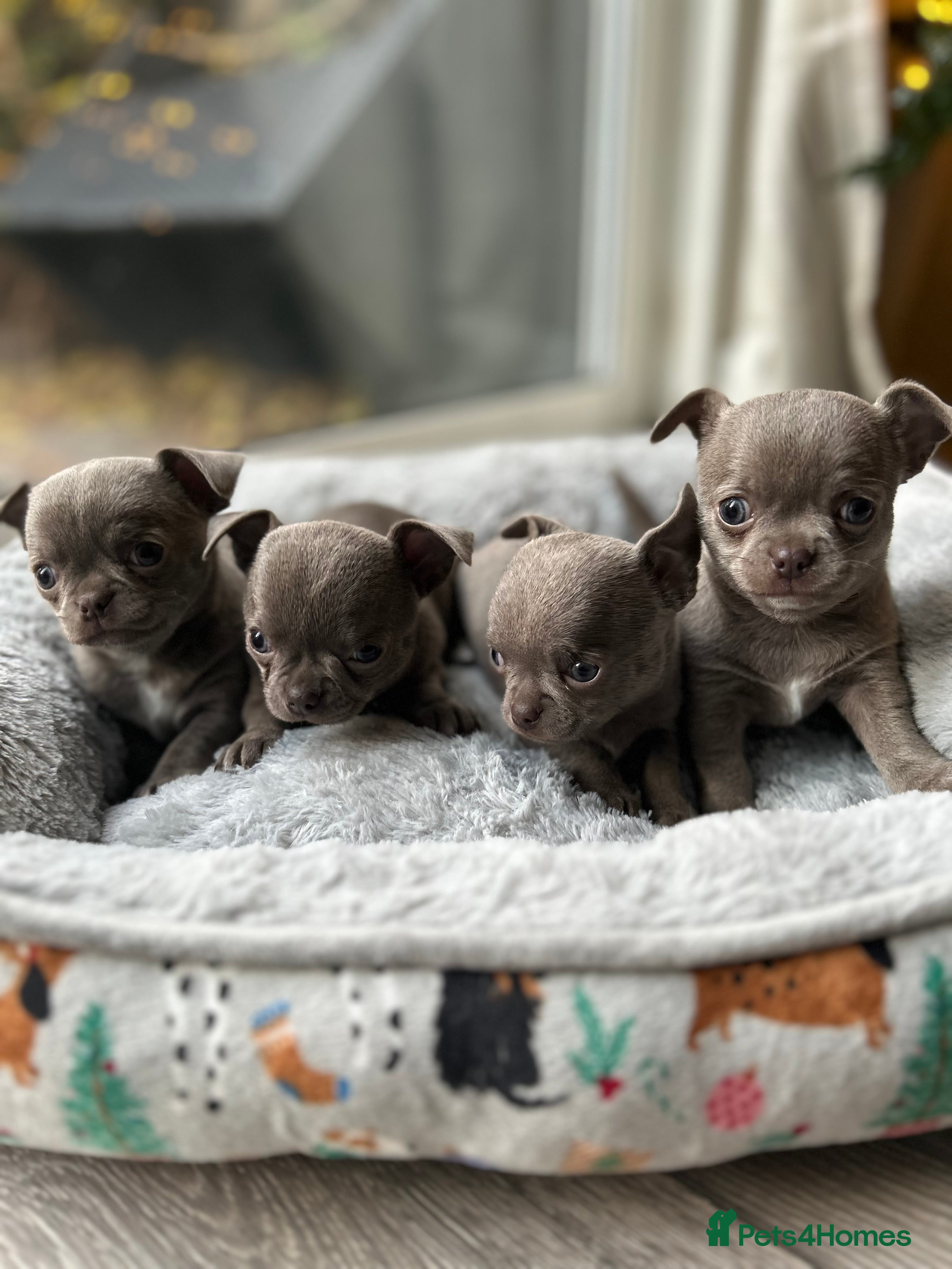 Chihuahua dogs Lilac KC Chihuahua babies - Advert 1