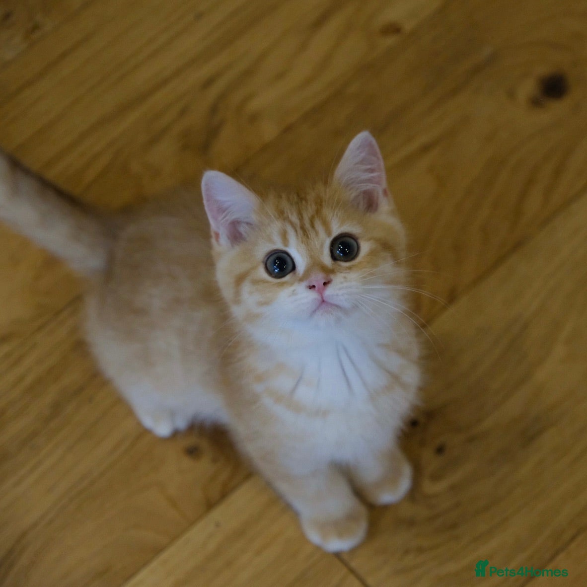 British Shorthair cats Ready Now! British Shorthair Golden Boys TICA REG - Advert 1