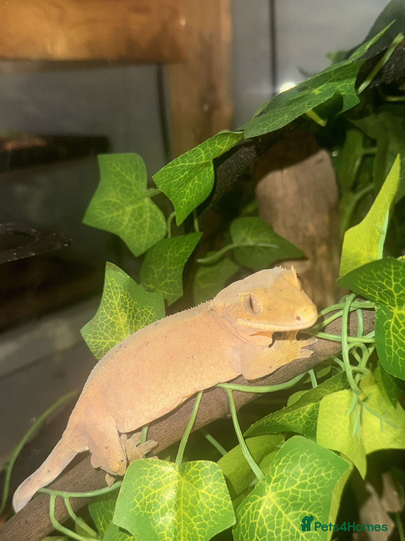 Gecko reptiles Crested Gecko & Full setup - Advert 17