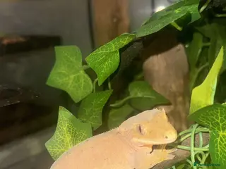 Gecko reptiles Crested Gecko & Full setup - Advert 14