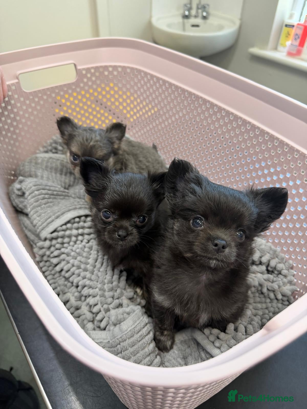 Chihuahua dogs TINY LONGHAIRED CHIHUAHUA PUPPIES  - Advert 3