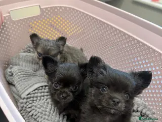 Chihuahua dogs TINY LONGHAIRED CHIHUAHUA PUPPIES - Advert 3