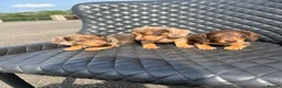 Dachshund dogs for sale: Dachshund puppies  - Advert 10