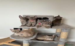 Burmese cats for sale: Burmese kittens for sale in Doncaster - Image 1