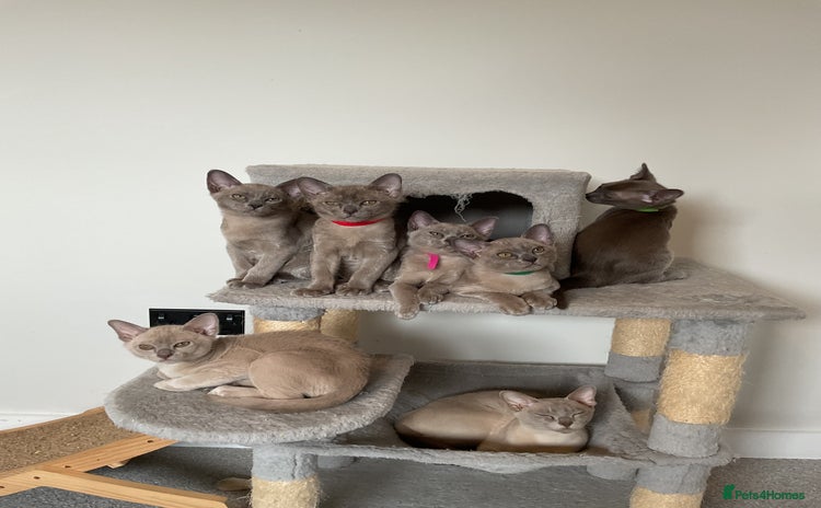 Burmese cats in Doncaster - Advert 1