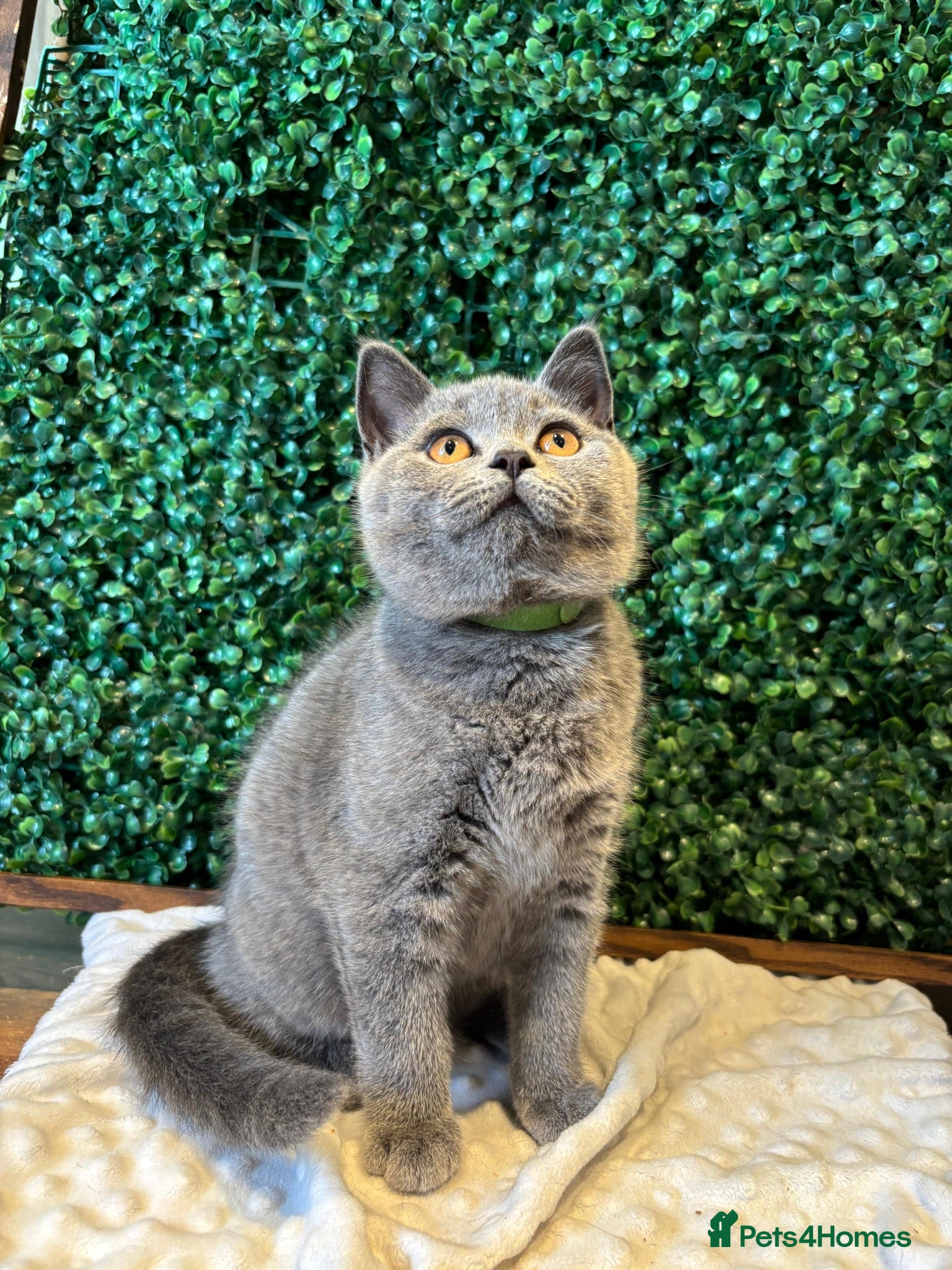 British Shorthair cats British Shorthair Kittens Blue - Advert 2