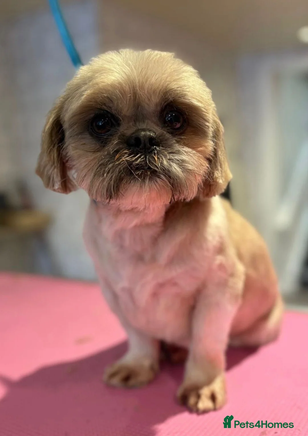 Shih Tzu dogs for sale: 💜🩷💙Stunning KC Shih Tzu Puppies💜🩵🩷 - Advert 10