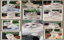 Ragdoll cats for sale: 🎀✨️Waiting list for lovely TICA🐱is open✨️🎀 in Slough - Image 18