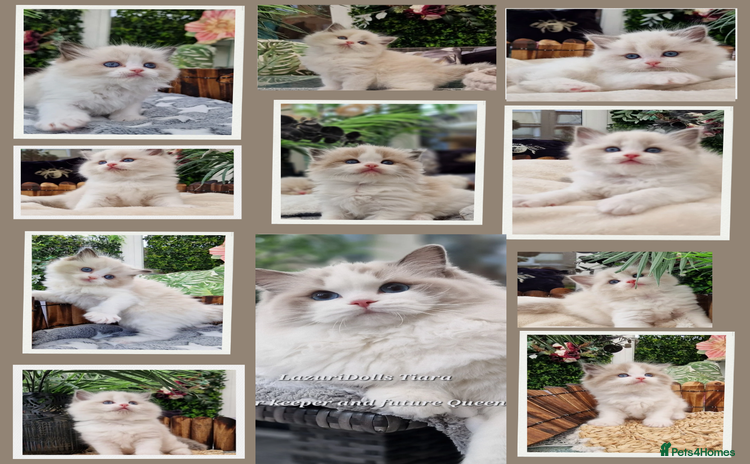 Ragdoll cats - Advert 1