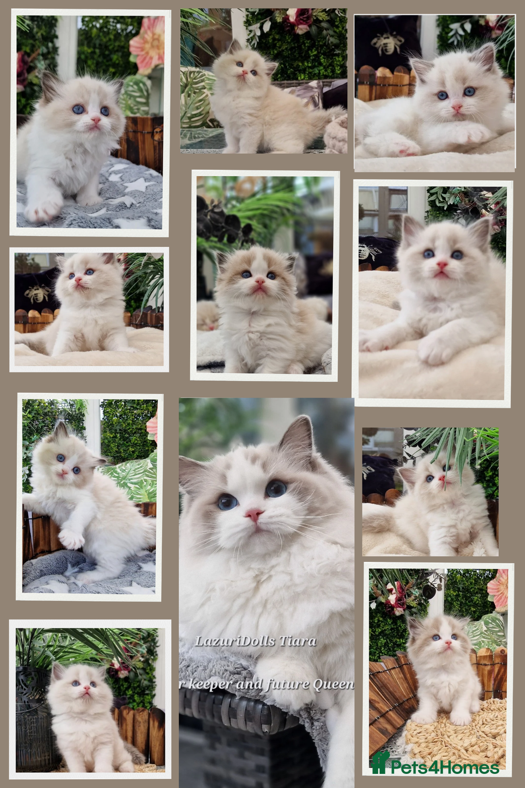 Ragdoll cats for sale: 🎀✨️Waiting list for lovely TICA🐱is open✨️🎀 in Slough - Image 18